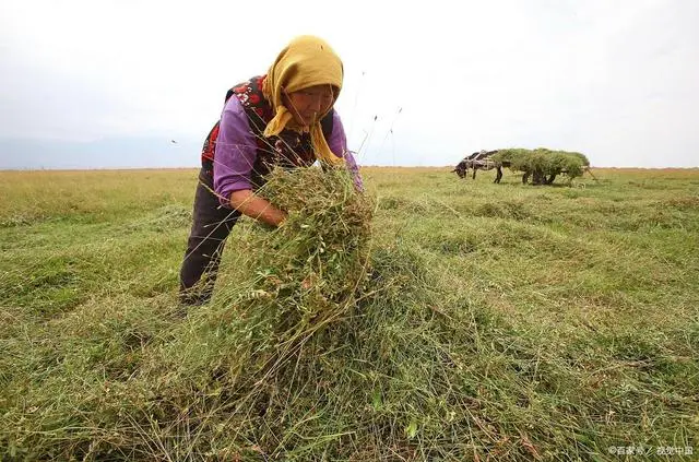 Hay Dryer for drying lucerne, oaten, and barley,