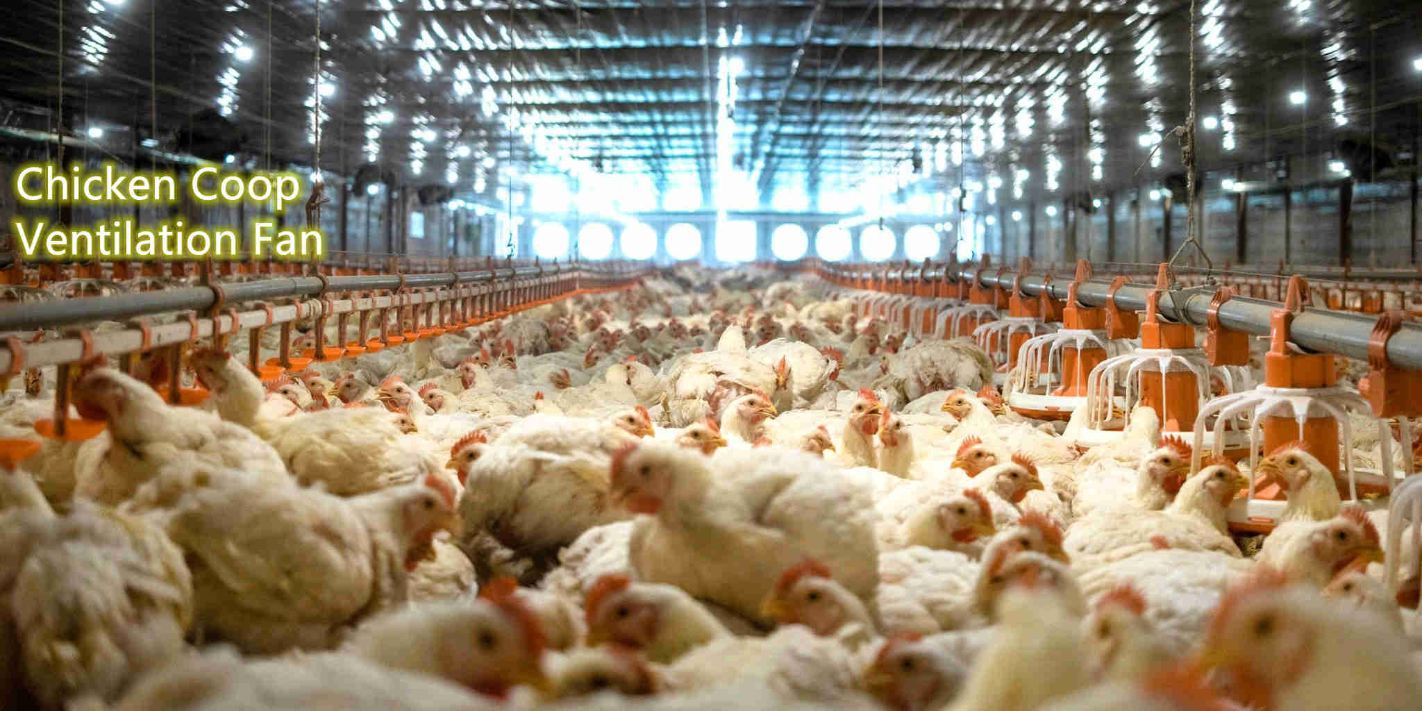 Chicken Coop Ventilation Fan, Poultry Ventilation Fan, Ventilator Fan for Chicken Farm,